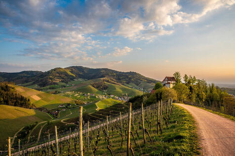 Zwei Fahrradfahrer fahren durchs Grüne